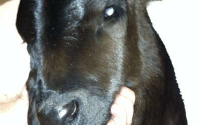 Dog Rescues ‘Frozen’ Calf, Laid By Him As He Woke To See Another Day